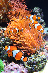 Canvas Print - Sea anemone and clown fish