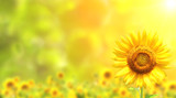 Fototapeta Kwiaty - Sunflowers