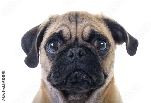 Fotografía Crying Pug Dog closeup over white background