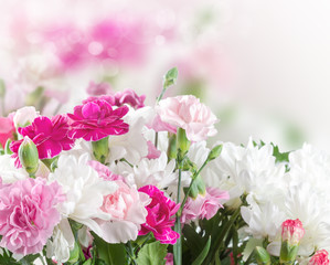 Canvas Print - Pink and white carnation flowers