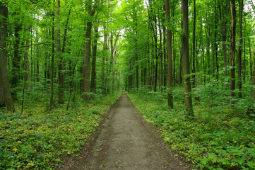  green forest