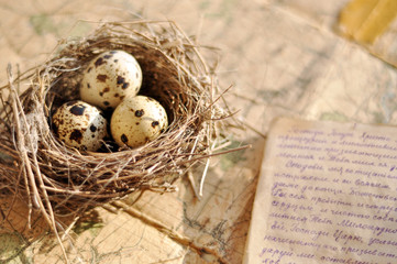 Wall Mural - Tiny bird nest and a handwritten letter on an old map