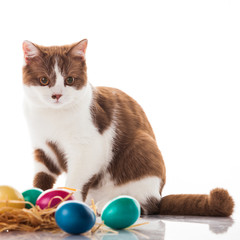 Wall Mural - cat and easter eggs on white background.  funny british kitten w