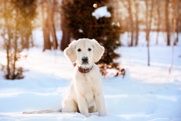 Winter walk of golden retriever puppy