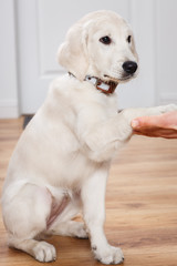 Wall Mural - labrador retriever puppy