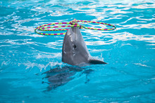 Dolphin Playing With Rings