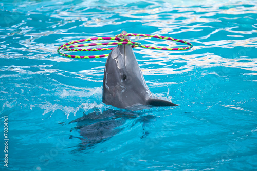 Photographie Dolphin playing with rings
