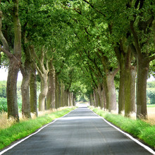 Green Trees Lined Country Road
