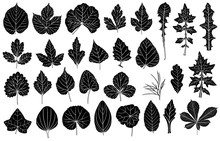 Set Of Different Leaves Isolated On White