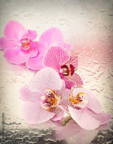 Naklejka dekoracyjna Beautiful orchid on light background