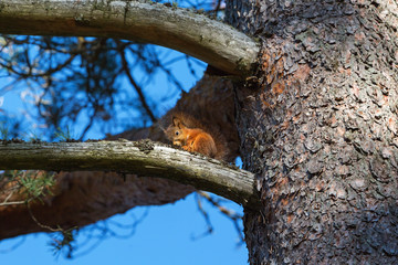 squirrel on a tree branch