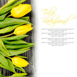 Fototapeta Tulipany - Tulip blooms