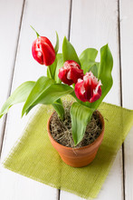 Bicolor Red White  Tulips In A Clay  Pot.