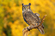 Great horned owl sitting on a stick