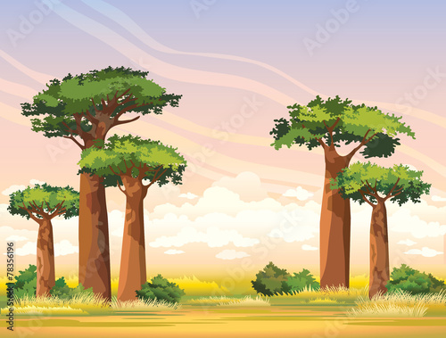 Fotomural African landscape with baobabs. Madagascar.