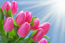 Blue Background With Bunch Of Pink Tulips In The Corner
