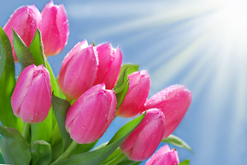 Wall Mural - blue background with bunch of pink tulips in the corner