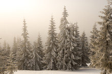 Quiet Winter Forest