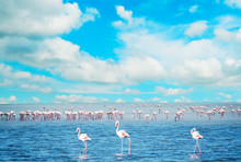Flock Of Flamingos In A Pond