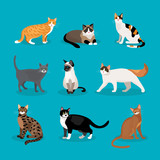 Fototapeta Koty - Set of vector cats