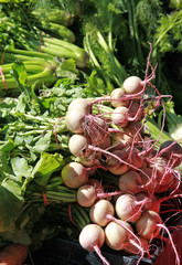 Canvas Print - watermelon radishes