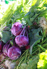 Canvas Print - bunches of kohlrabi