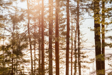 Wall Mural - Trees in sunlight