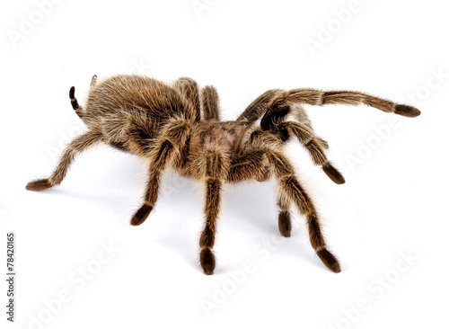 Fotomural Rose Tarantula chilena de pelo
