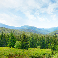 Wall Mural - beautiful pine trees on background high mountains.