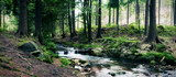 Fototapeta  - forest stream
