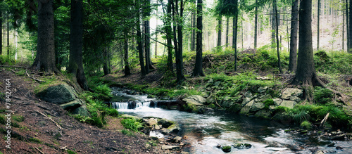 forest stream