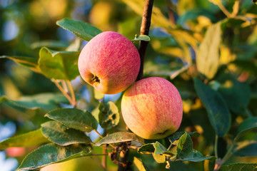 Two ripe apples on a branch