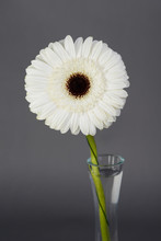 Beautiful Single White Daisy Isolated On A Gray Background