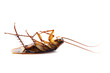Dead common cockroach