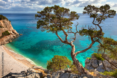 Naklejka na drzwi alter Baum - Sardinien