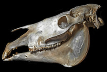 Skull Of Horse