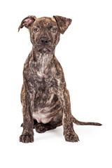 Wall Mural - Brindle Crossbreed Puppy Sitting Looking Forward