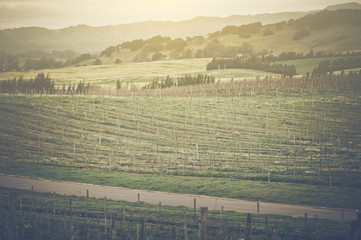vineyard in spring with vintage instagram film style filter