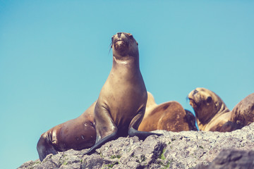 Sea lion