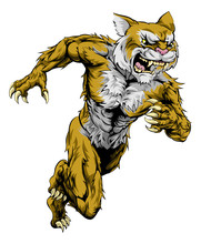 Wildcat Sports Mascot Running