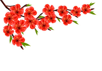 Aufkleber - Spring background with blossom branch of red flowers. Vector