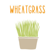 Wheatgrass.