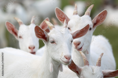 Fotografia  group of white goats