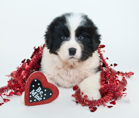 Canvas Print - Valentine's Day Puppy