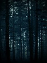 Vectorized Background Image Of A Dark Mysterious Forest