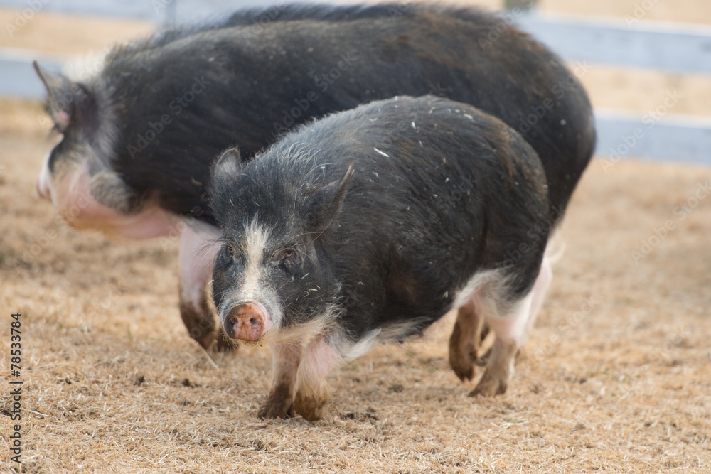 ミニブタ（ポットベリー・ピッグ ）頭骨（大）オス ★ NO.1 ポットベリー | 動物図鑑 | ZFC.jp