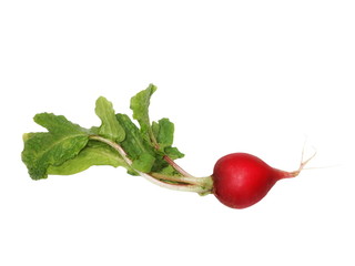 Wall Mural - Fresh red radish isolated on white