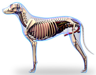 Dog Internal Organs Anatomy - Anatomy of a Male Dog Internal Org