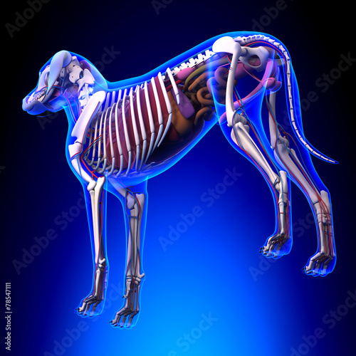 Dog Internal Organs Anatomy Anatomy Of A Male Dog Internal Org Stock Dog Internal Organs Anatomy Anatomy Of A Male Dog Internal Org Stock