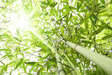 Foresta Di Bambù Con Raggi Di Sole Che Entrano Dalla Chioma